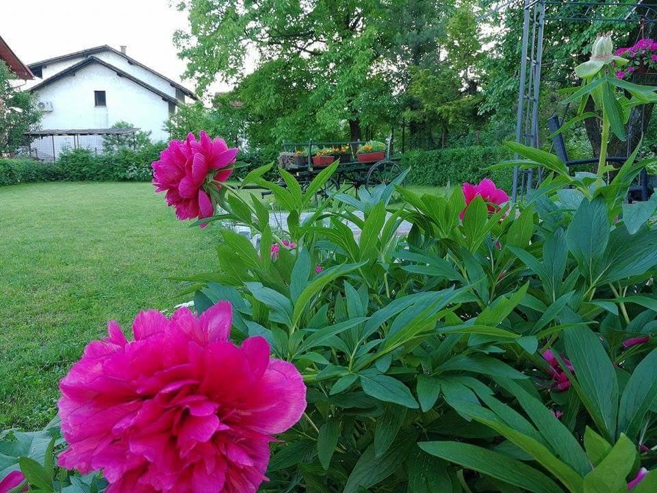 B&B Villa Una Bihać Eksteriør billede